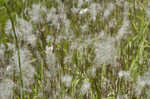 Cogongrass